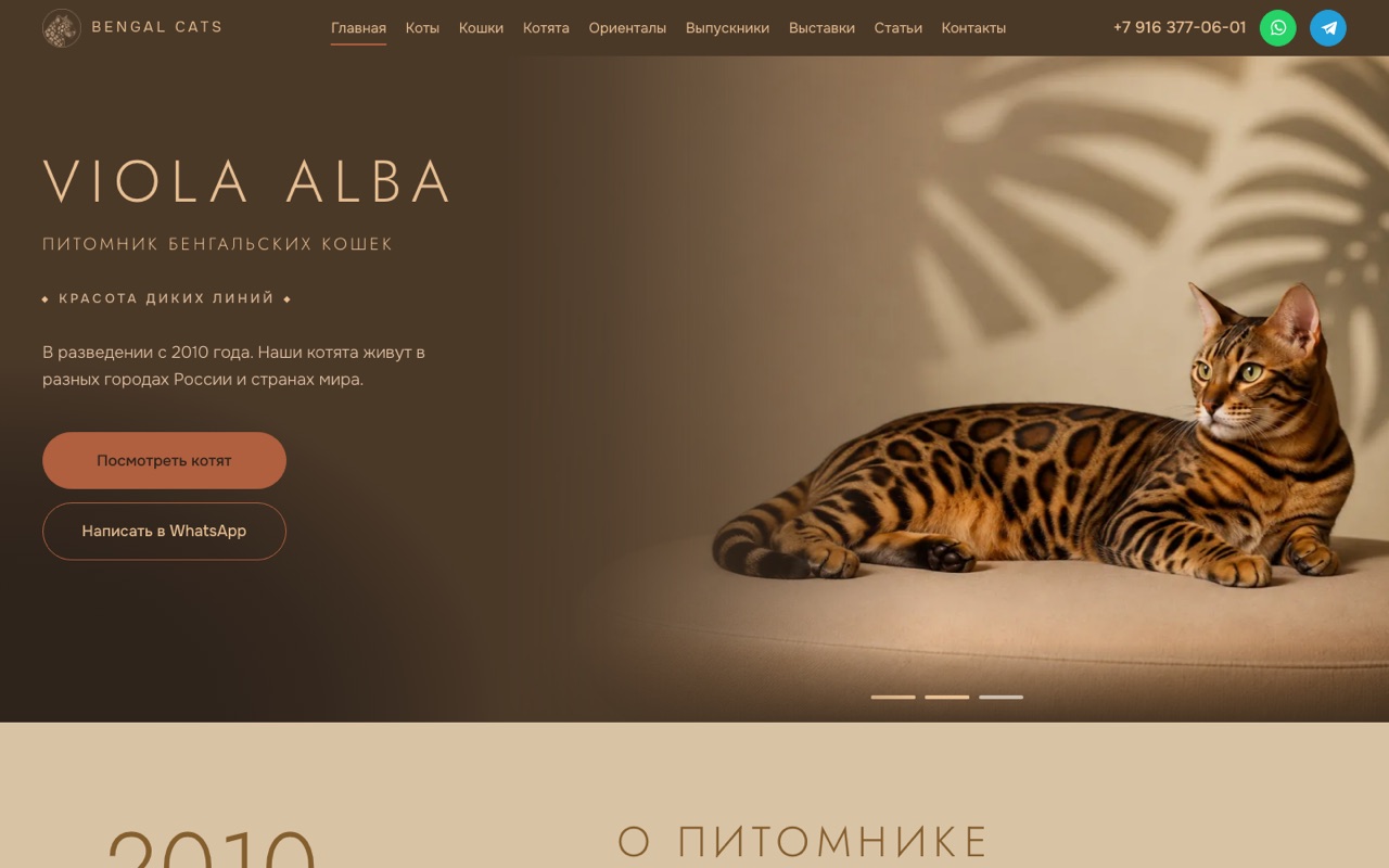 Новый сайт питомника Viola Alba: тёплая палитра, крупная фотография бенгальской кошки на первом экране
